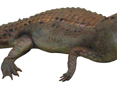 Tomistoma