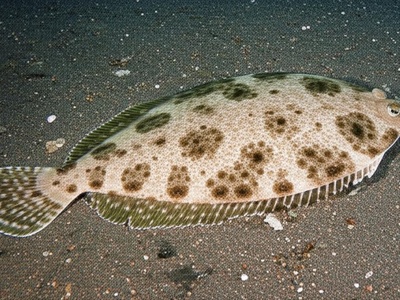Tonguetied sole