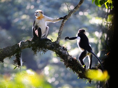Tonkin snub‑nosed monkey