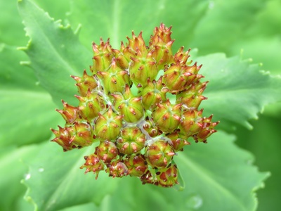 Toothed Rhodiola