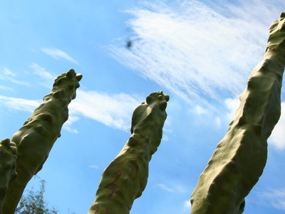 Totem Pole Cactus