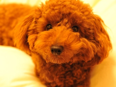 Toy Poodle
