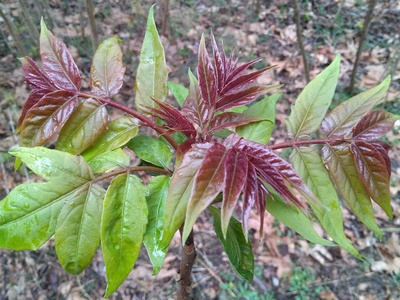 Tree-of-heaven