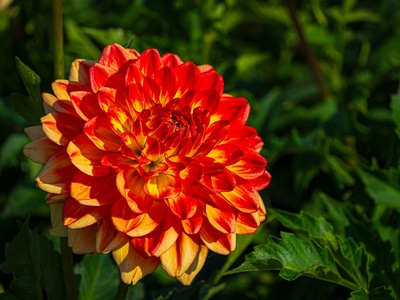 Tree Dahlia