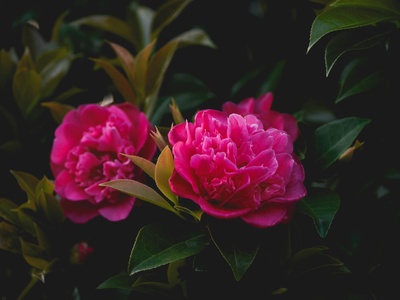 Tree peony