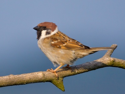 Tree Sparrow