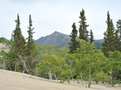 Trembling Aspen