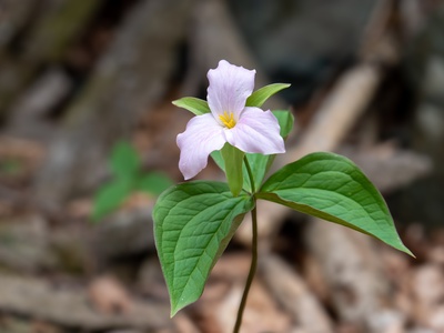 Trillium
