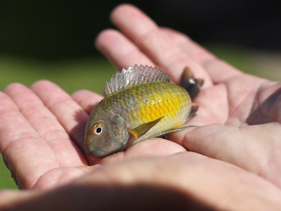 Tropheus cichlid