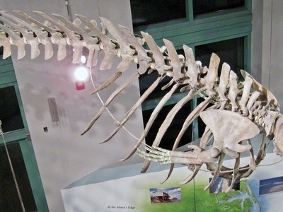 True's Beaked Whale