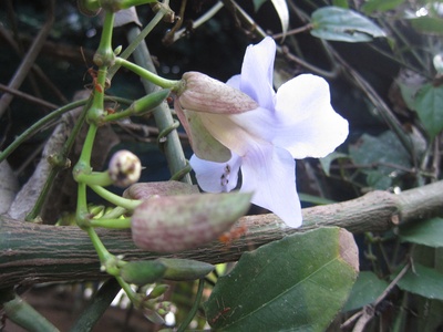 Trumpet Vine
