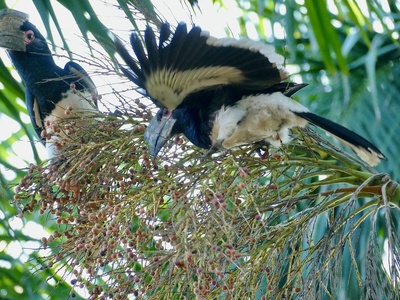Trumpeter Hornbill