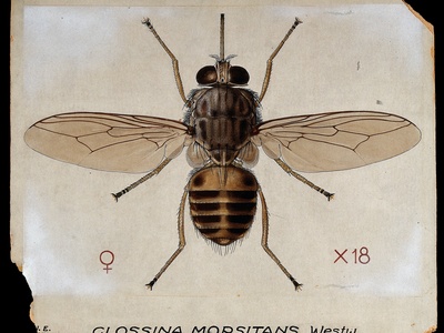 Tsetse Fly