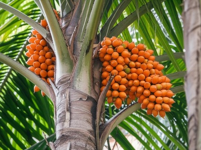 Tucumã