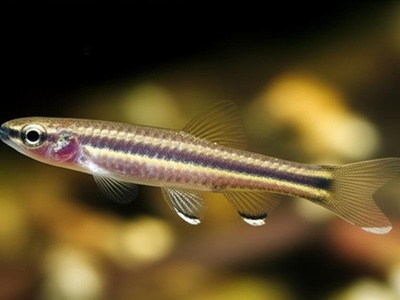 Tuira Pencilfish