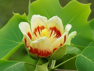 Tulip‑tree (White cultivar)