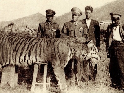 Turan Tiger