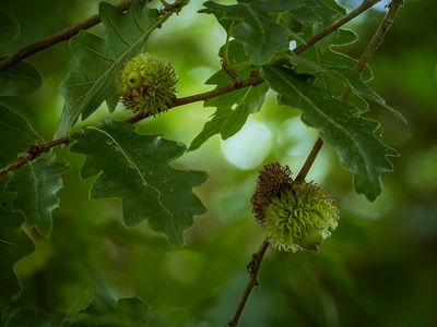 Turkey oak