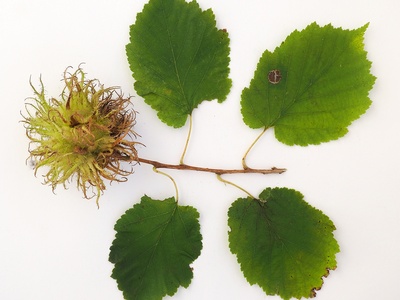 Turkish hazel