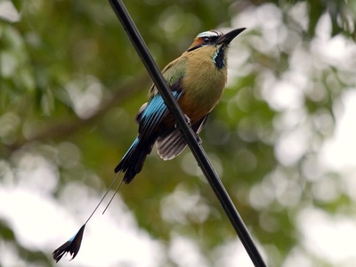Turquoise-browed motmot