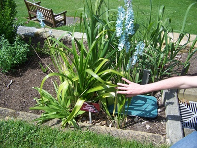Turquoise Ixia