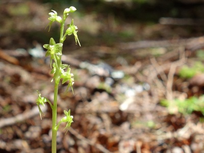 Twayblade