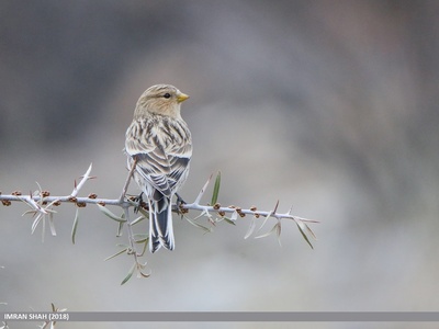 Twite