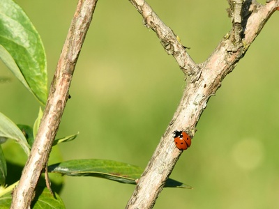 Two-spot ladybird
