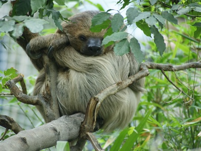 Two-toed Sloth