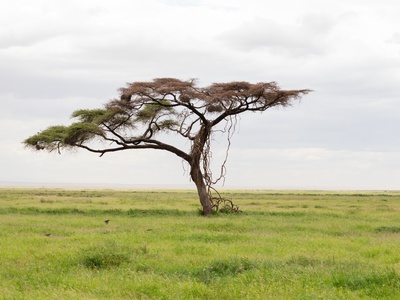 Umbrella thorn