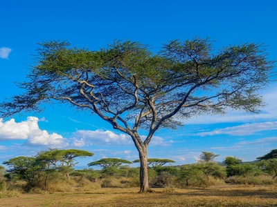 Umbrella thorn acacia
