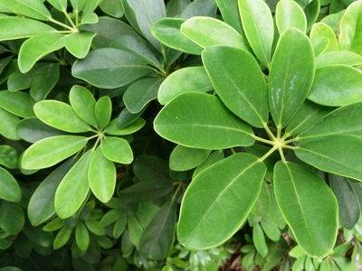 Umbrella Tree