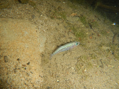Unarmored Threespine Stickleback