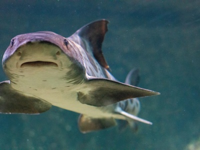 Upside-down catfish