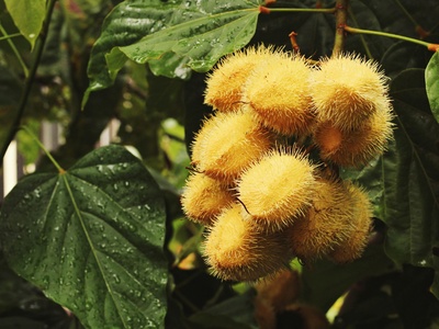 Urucum