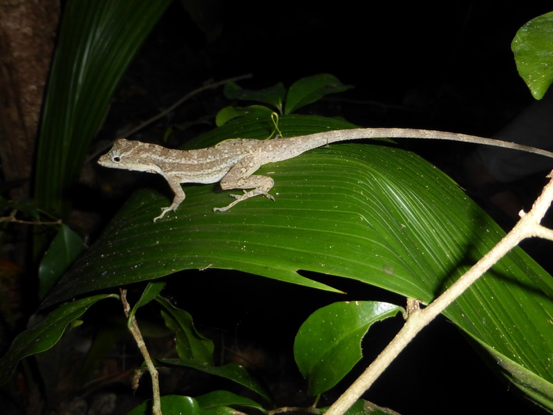 Animals Only Found In Honduras: The Complete List - Flora Fauna Fun