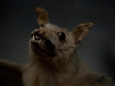 Vampire bat