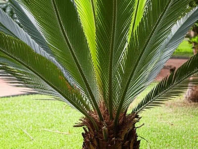 Vanuatu Cycad