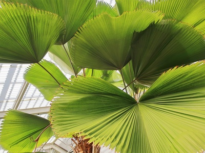Vanuatu Fan Palm