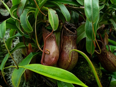 Vanuatu Pitcher Plant