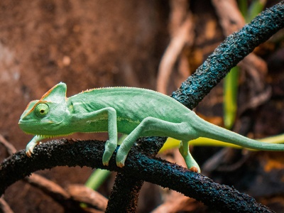 Veiled Chameleon