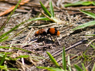 Velvet ant (cow killer)
