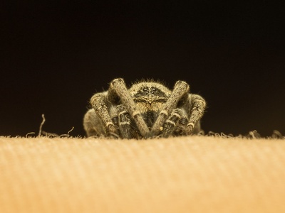 Velvet Spider