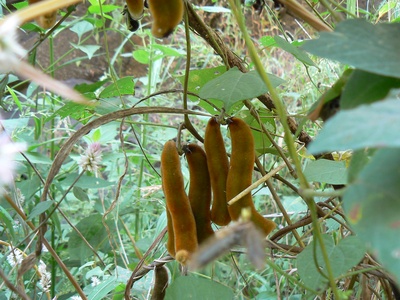 Velvet vine