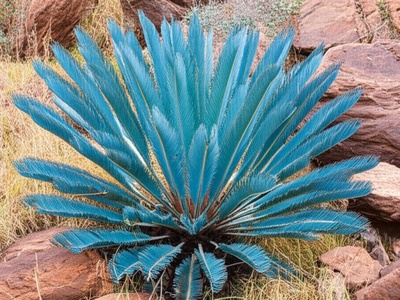 Venda Cycad