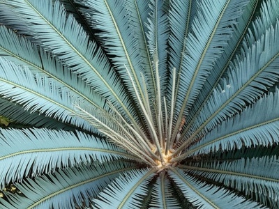 Venda Cycad