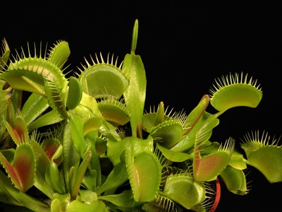 Venus flytrap