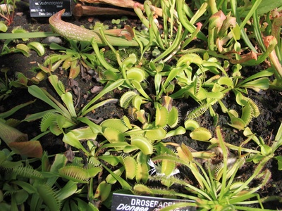 Venus Flytrap