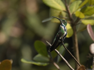 Veraguan Mango