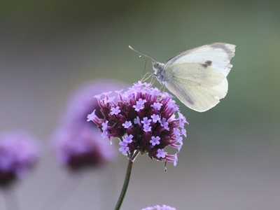 Verbena